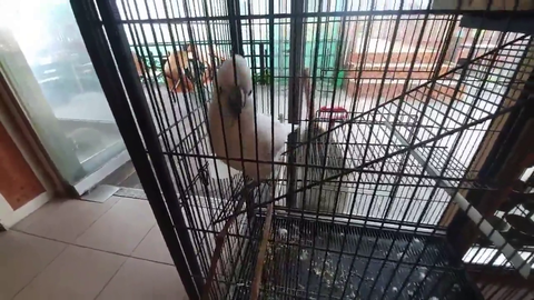 The Parrot is One of Us