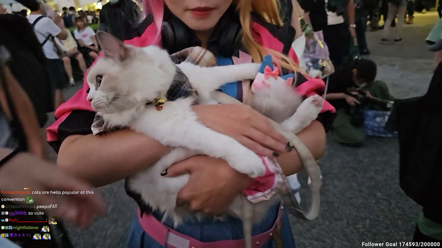 World's 2nd chillest cat