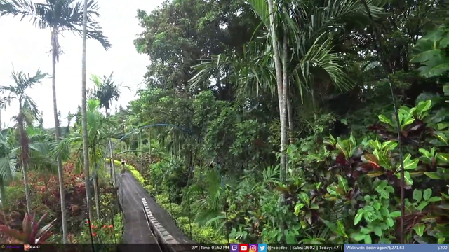 giant spider show up on IRL stream