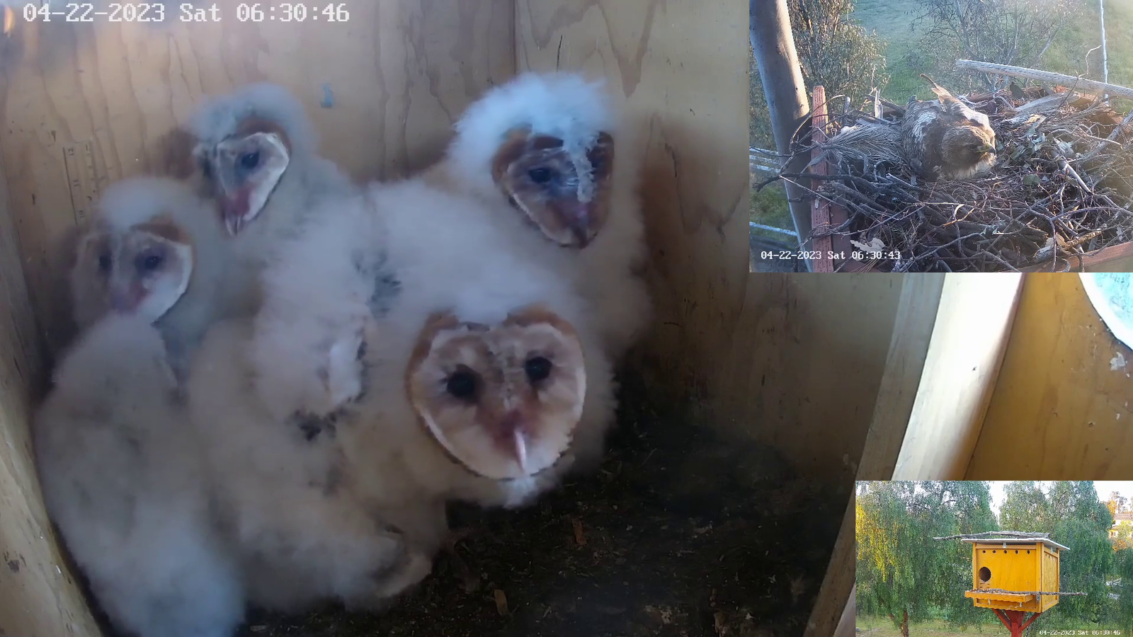 Some curious baby owls check out the camera