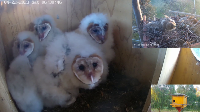 Some curious baby owls check out the camera