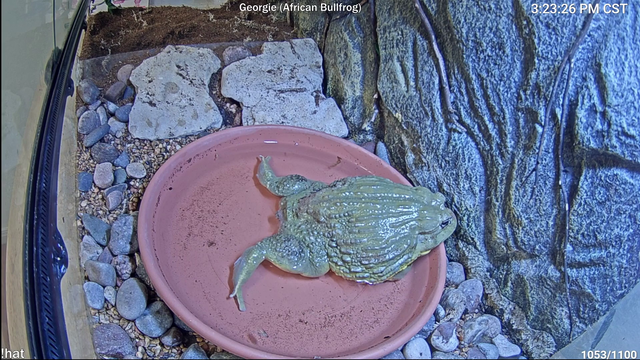 Frog shares controversial opinion on the current state of Twitch…