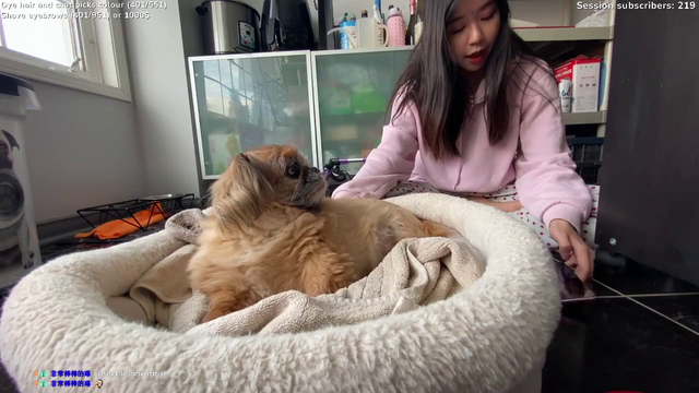 Massage Dog to the Beat