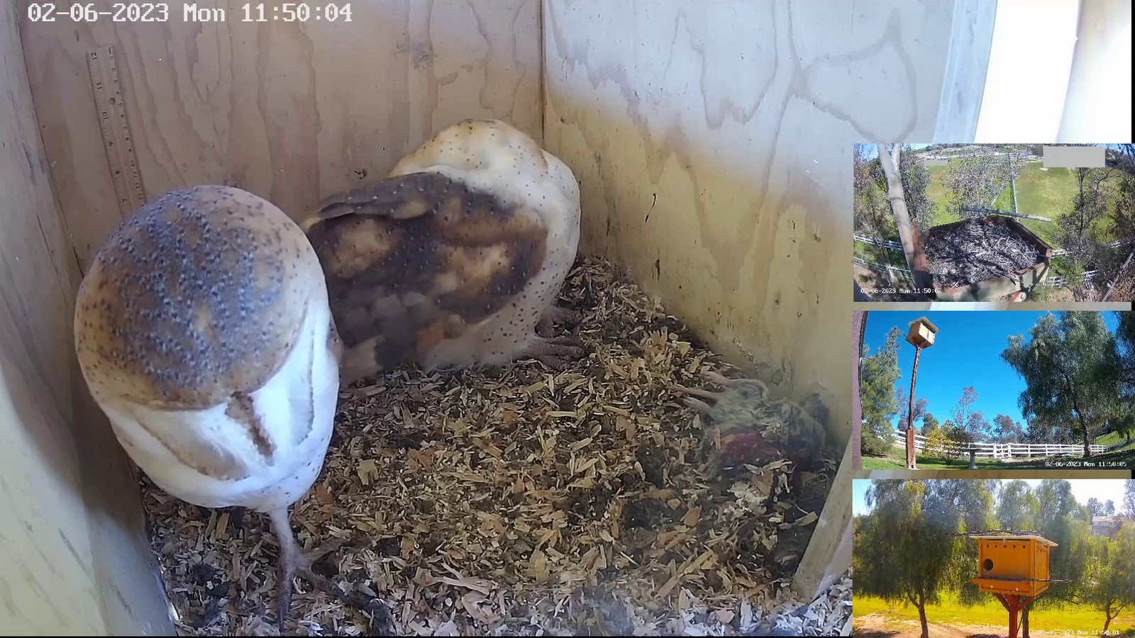 Wildlife stream captures footage of an owl inspecting its newly laid egg
