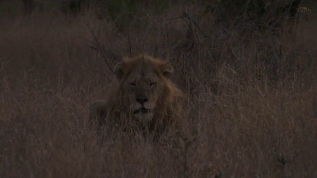 male lions roaring