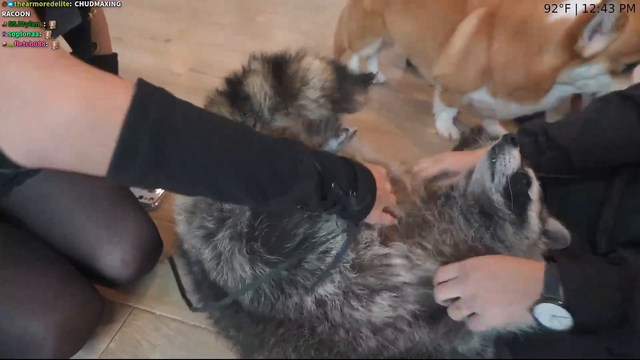 Fat raccoon gets a belly rub