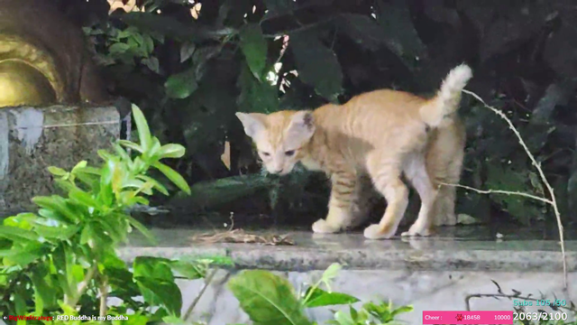 friendly cat