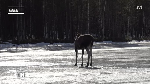 Young Moose falls into the water