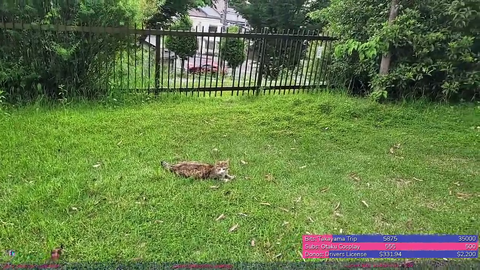 Japanese streamer with a phobia for animals tries to bond with a cat