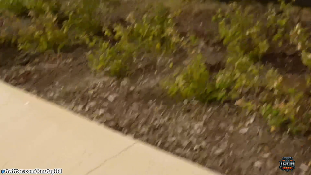 Knut trying to catch a wild rabbit