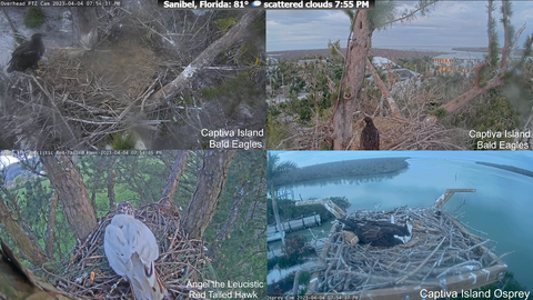 Baby eagle falls out of the nest