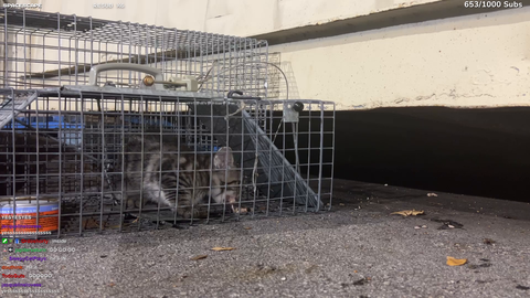 Streamer Rescues Kittens Before Hurricane