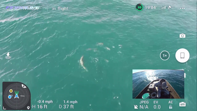 Drone catches live caught Jack Crevalle get eaten by a Goliath Grouper! Insane!