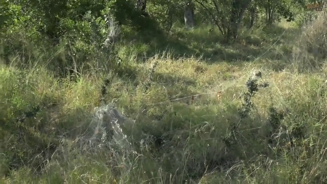 HUGE spider community web with hundreds of spiders