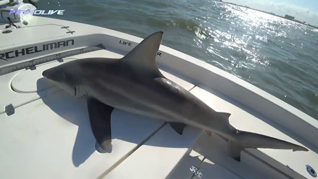 Shark Eats Streamers Boat
