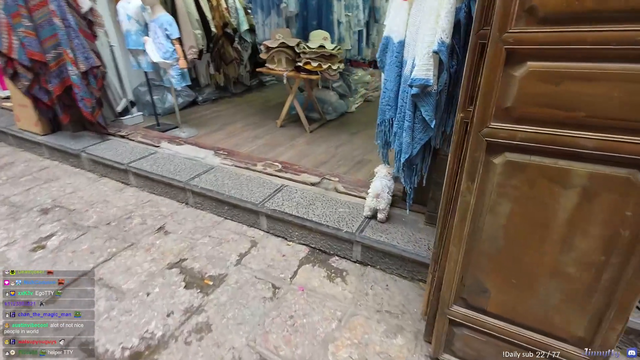 Cute little puppy