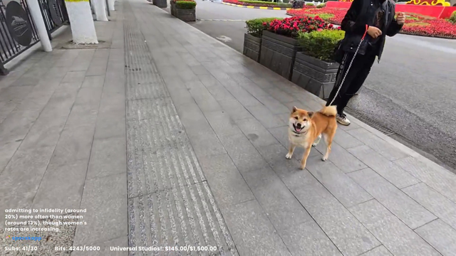 Cute dog encounter