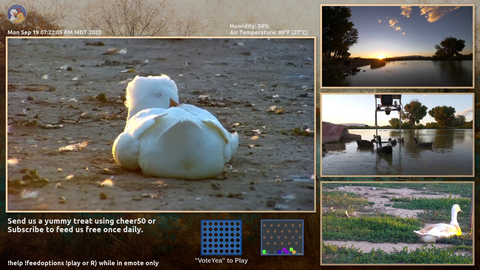 Sleeping duck