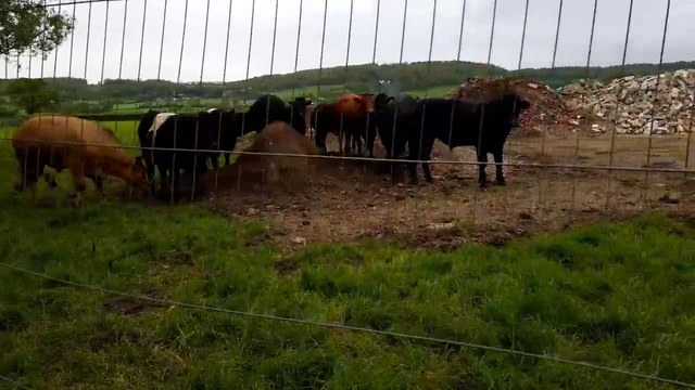 Greek Cow whisperer