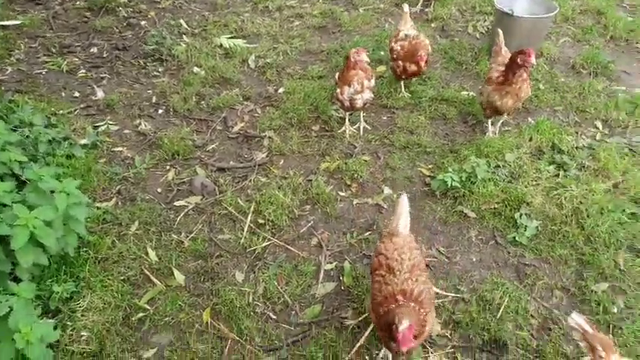 Greek attacked by chickens