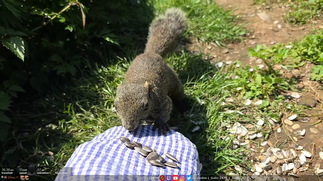The Angle feeds a hungry squirrel