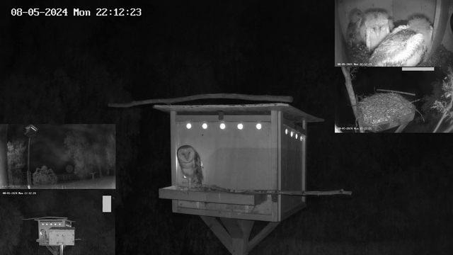 Mother owl defends her nest from stranger owl in epic fashion