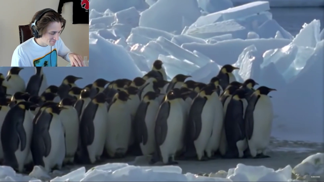 xQc is fluent in penguin