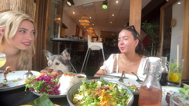 Hungry Doggo goes for it