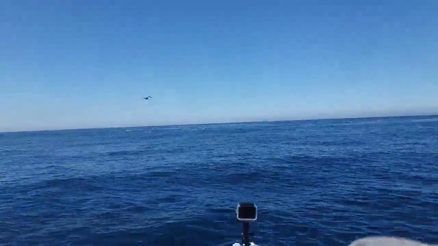 Wild dolphins make an appearance