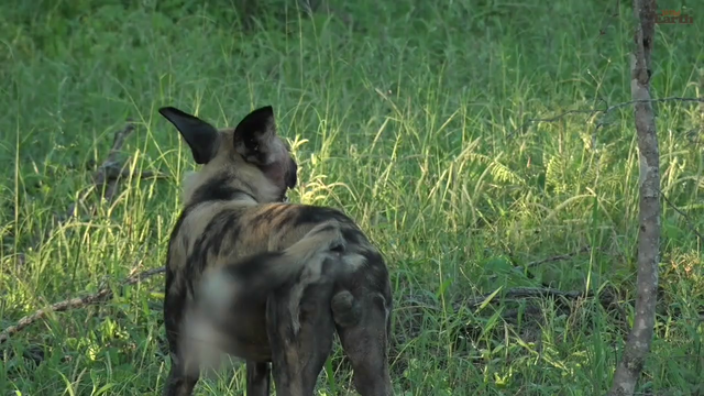 African Wild Dogs on ourWildEarth
