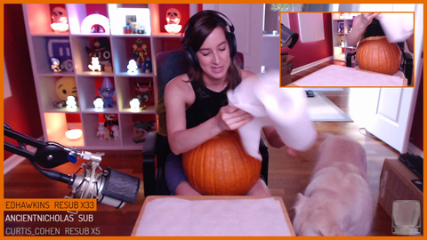 Very useful dog helps out streamer whilst carving a pumpkin