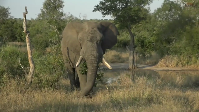 a very close encounter with a huge male elephant bull