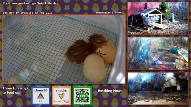 Newborn Chick tries to wear shell as a hat