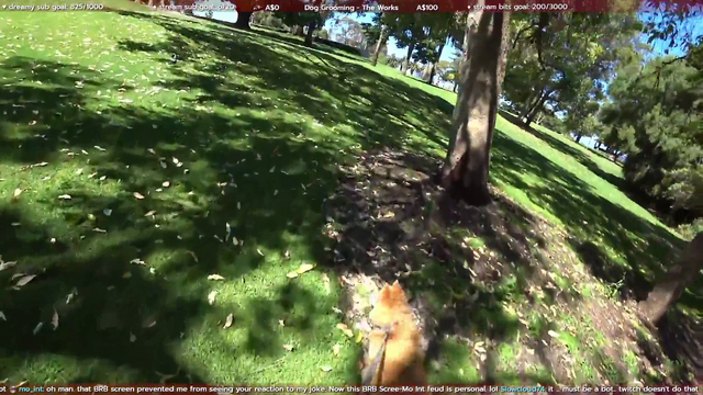 Splucy gets attacked by a Magpie!