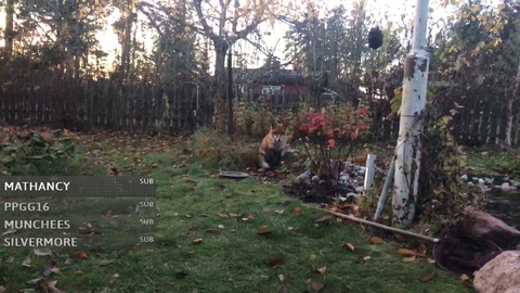 a streamer has a friendly wild fox come to his house everyday