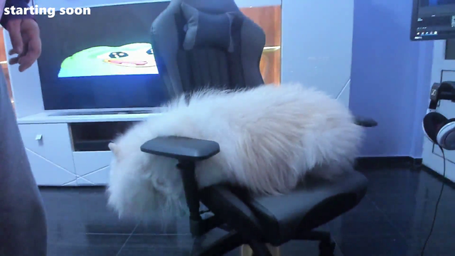 Dog pees on the chair and throws it towards the TV