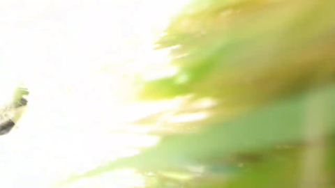 dog cam = best stream on twitch