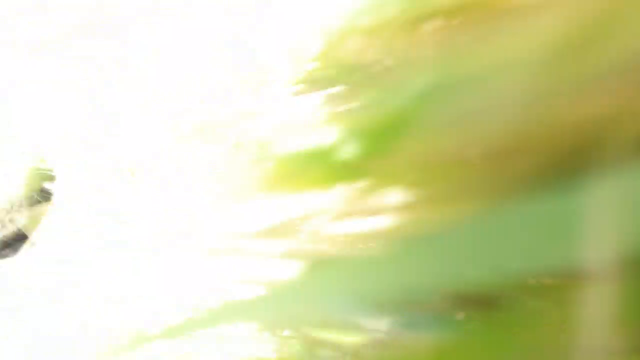 dog cam = best stream on twitch