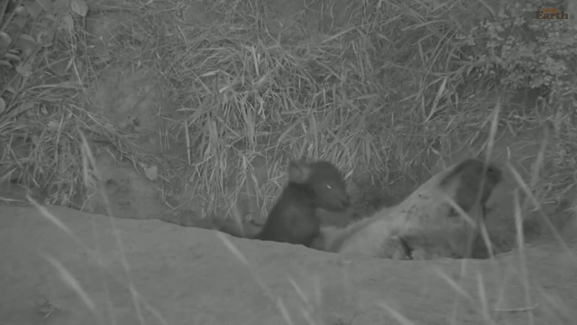hyena cubs playing on their mother