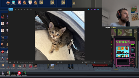 Forsen rescues another stray cat