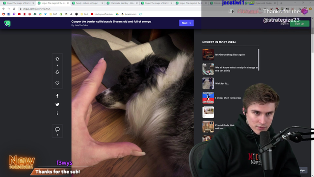Steamer reviewing viewers dogs