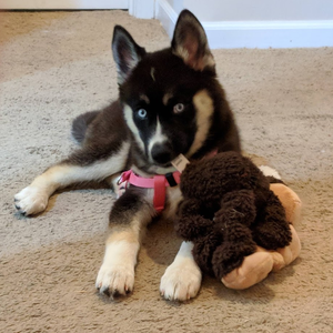 PreciousGrowls