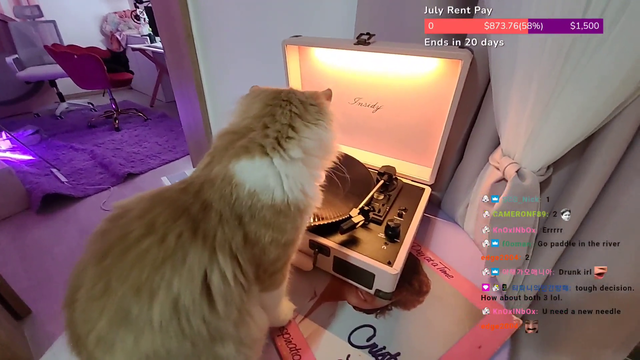 DJ Cat