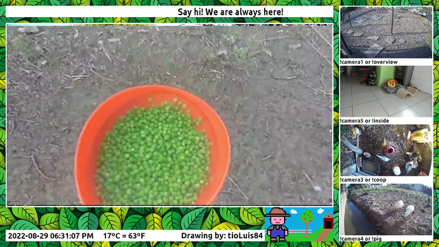 Ducks just wanna eat peas