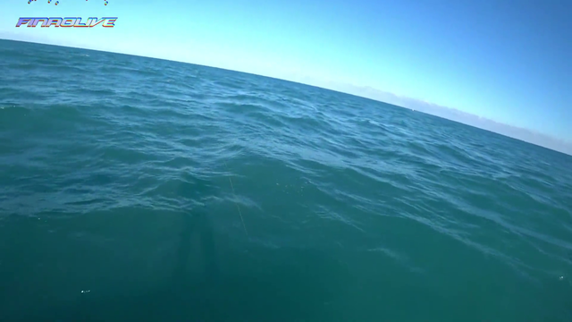 Blacktip shark eaten by bigger shark