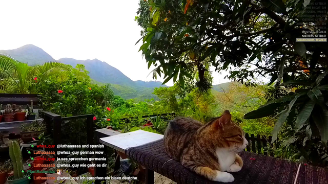 Cat Almost Catches A Bird