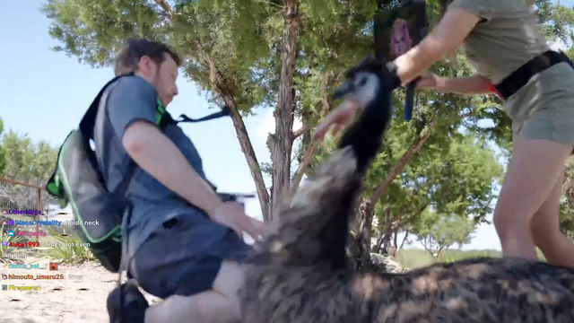 Connor gets attacked by Stompy (Emu)