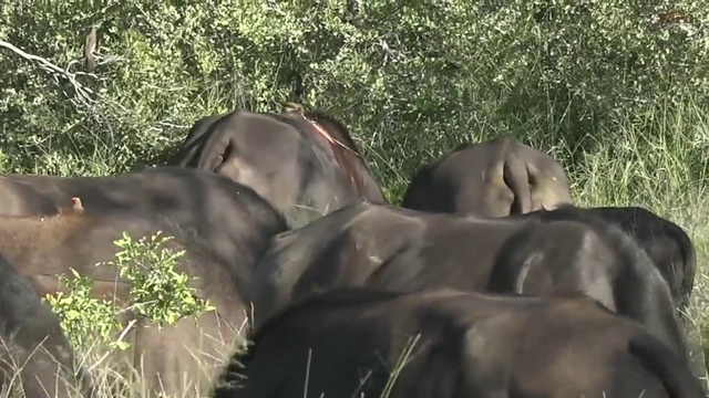 OUCH - Clip of ourWildEarth