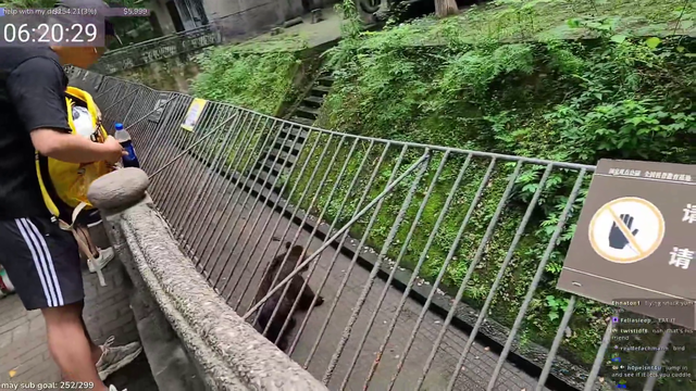 Tourist feeds brown bear Coke