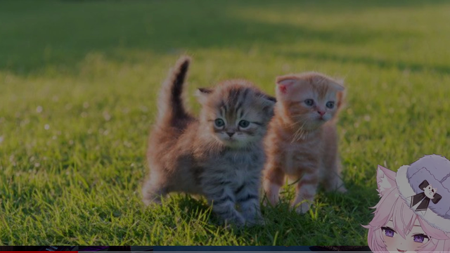 Ruthless streamer throws live grenade at cats